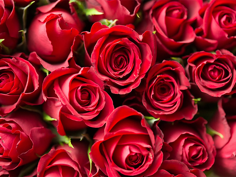 Mercabarna entrega unas 10.000 rosas a los trabajadores del mercado y los profesionales sanitarios